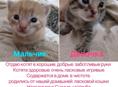 Отдаю хороших котят малышей