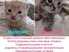 Отдаю хороших котят малышей