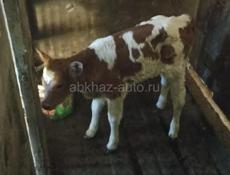 Продам тёлочку