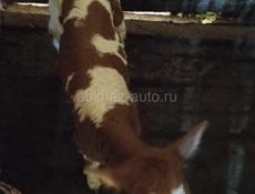 Продам тёлочку