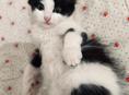 Котёнок и мама 