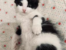 Котёнок и мама 