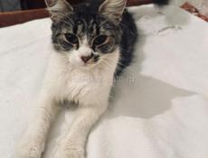 Котёнок и мама 
