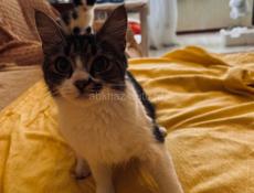 Котёнок и мама 