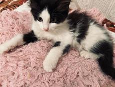Котёнок и мама 