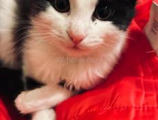 Котёнок и мама