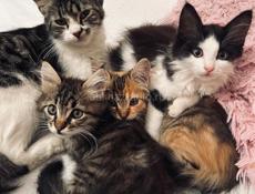 Котёнок и мама 