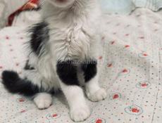 Котёнок и мама 