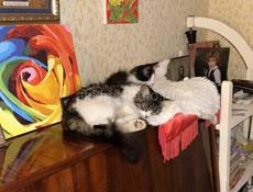 Котёнок и мама 