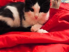 Котёнок и мама