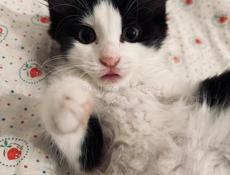 Котёнок и мама 