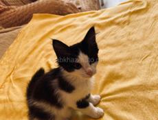 Котёнок и мама 