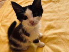 Котёнок и мама 