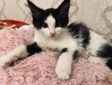 Котёнок и мама 