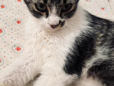 Котёнок и мама 