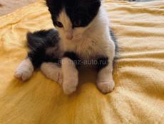 Котёнок и мама 