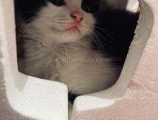 Котёнок и мама 