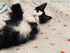 Котёнок и мама 