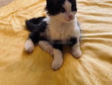 Котёнок и мама 
