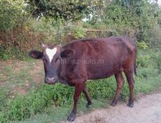 Брадаю корова 🐄 