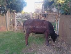 Брадаю корова 🐄 