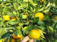Сентябрьские мандарины на продажу 
