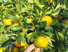 Сентябрьские мандарины на продажу 