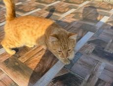 Агудзера!Рыжий Кот!