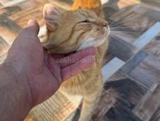 Рыжий кот! Агудзера!