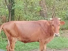 Продаю бычка и корову