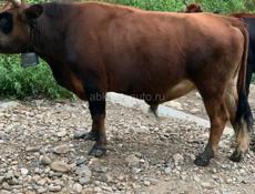 Продам 