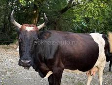 Продаю корову.