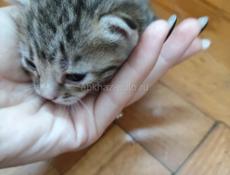 Отдаю котенка