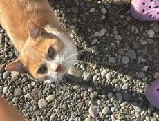 Отдадим в добрые руки 