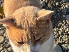Отдадим в добрые руки 
