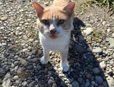Отдадим в добрые руки 