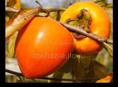 Куплю хурму на сушку бычок