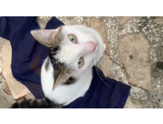 Отдаём котика в добрые руки .