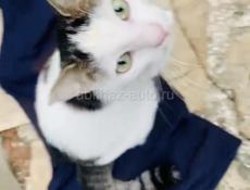 Отдаём котика в добрые руки .