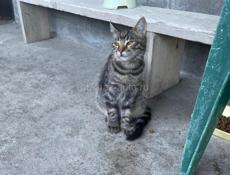 Отдадим котят в добрые руки 