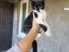 Отдадим котят в добрые руки 