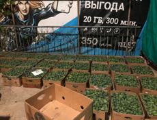 Прием Фейхоа 