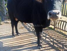 Продаётся бык
