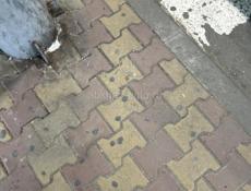корова и телка полуторагодовалая 
