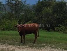 Продаётся молодая корова 