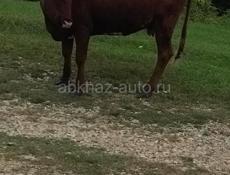 Продаётся молодая корова 
