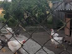 Куры
