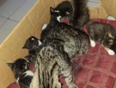 Отдаются котята в добрые руки