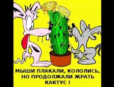 цв