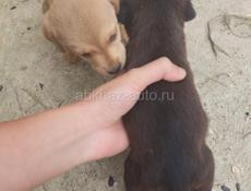 В ДОБРЫЕ РУКИ СРОЧНО
